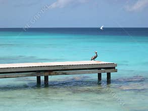 Pelican on pier