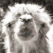 Camel portrait (vintage sepia shot)