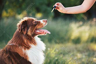 Hand giving dog CBD oil