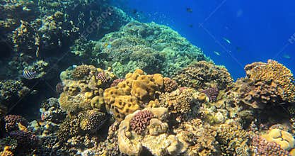 Coral reef garden in red sea, Marsa Alam Egypt