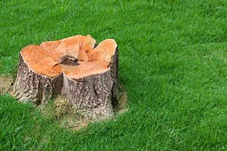Tree stump and green grass field manage
