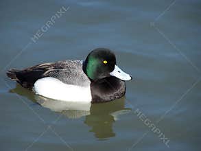 Duck (Aythya Marila)