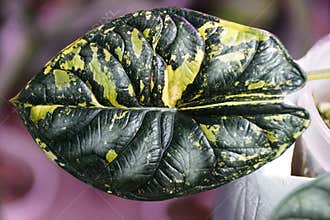 Beautiful dark green and yellow marbled leaf of Alocasia Dragon Scale variegated