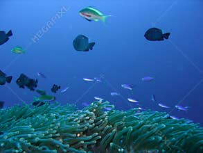 Coral reef fish