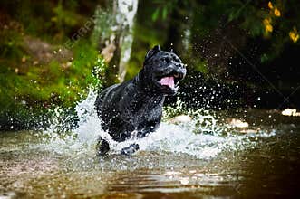 Dog Cane Corso run in the water