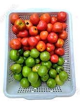 Crop tomato in a plastic bucket in the courtyard of a country house close-up JPG AND PNG