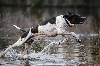 Dog english pointer