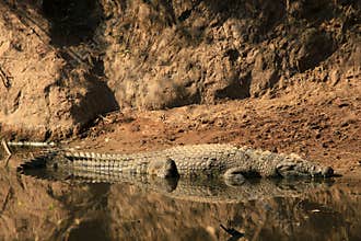 Nile Crocodile