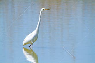 Great egret marsh bird fish hunter