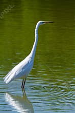 Great egret marsh bird fish hunter