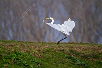Great egret marsh bird fish hunter