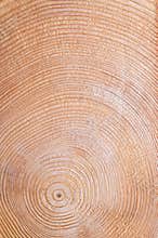 Growth rings of a spruce tree, cross section showing annual or tree rings