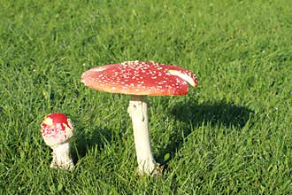 Two mushrooms Amanita muscaria