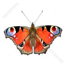 Peacock butterfly watercolor realistic illustration. Botanical art painting. Can be used for prints, wrapping and