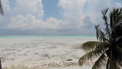 Drone flight through the palm trees on the Zanzibar coastline