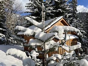 Picturesque canopies of alpine trees in a typical winter atmosphere after the winter snowfall over the Lake Walen - Switzerland