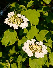 Flowering bush of red viburnum in the rays of the sun in the farm garden