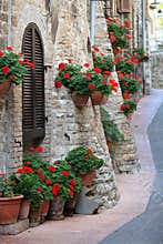 Geranium flowers in streets of Assisi, Umbria