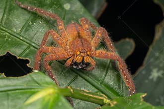 Nature Macro image of a Beautiful male David Bowie Huntsman Spider