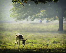 Baby deer in the early morning sunlight