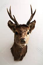 Mounted deer head