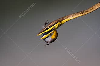 A Battle for life between a lizard and a snake