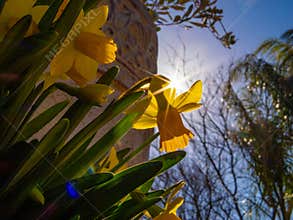 Yellow daffodil blooming in spring with sun star behind flower