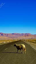 Alone sheep walking in the road with the view to Atlas Mountains Africa Morocco