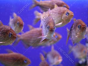 Aquarium