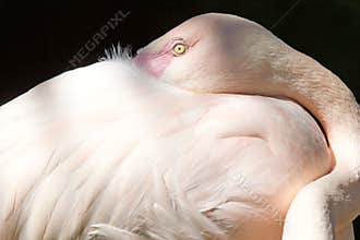 The greater flamingo (Phoenicopterus roseus