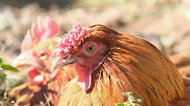 Farm hens eyelid slow motion,intensive farmin chicken industry, avian flu disease 4K