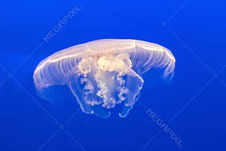 Jelly fish in the blue sea