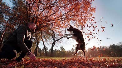 Beautiful, active dog playing and catching colorful leaves by a giant tree