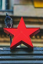 Vertical shot of a Macys famous star Logo with pigeon standing on top, NYC