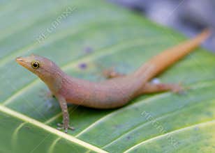Caribbean Least Gecko, Sphaerodactylus homolepis