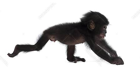 Baby bonobo, Pan paniscus, 4 months old, walking