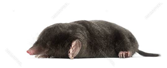 European Mole, Talpa europaea