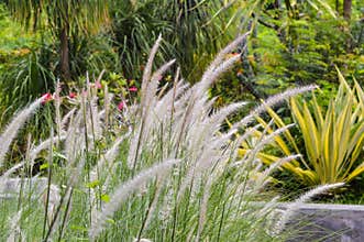 Close Up Sweet View White Flowers Of Miscanthus Sinensis Or Maiden Grass Ornamental Plants