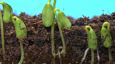 Process of germination of flax seeds from root to sprout coming out of ground in timelapse