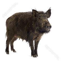 Wild boar
