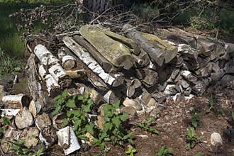 Log pile ready for winter