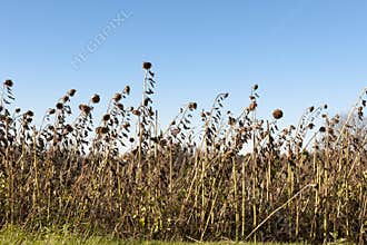 Dry Sunflowers Ready for Harvest.
