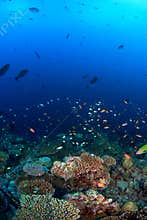 School of fish over coral reef