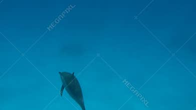 Dolphins. Spinner dolphin. Stenella longirostris is a small dolphin that lives in tropical coastal waters around the world.