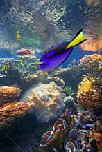 Tropical coral reef fish