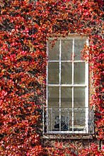 Georgian window surrounded by ivy. Dublin. Ireland