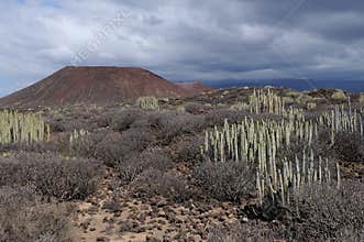 Volcanic plain on Tenerife