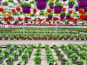 flower greenhouse market agriculture garden