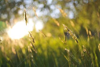 English Summer Field