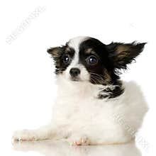 Papillon